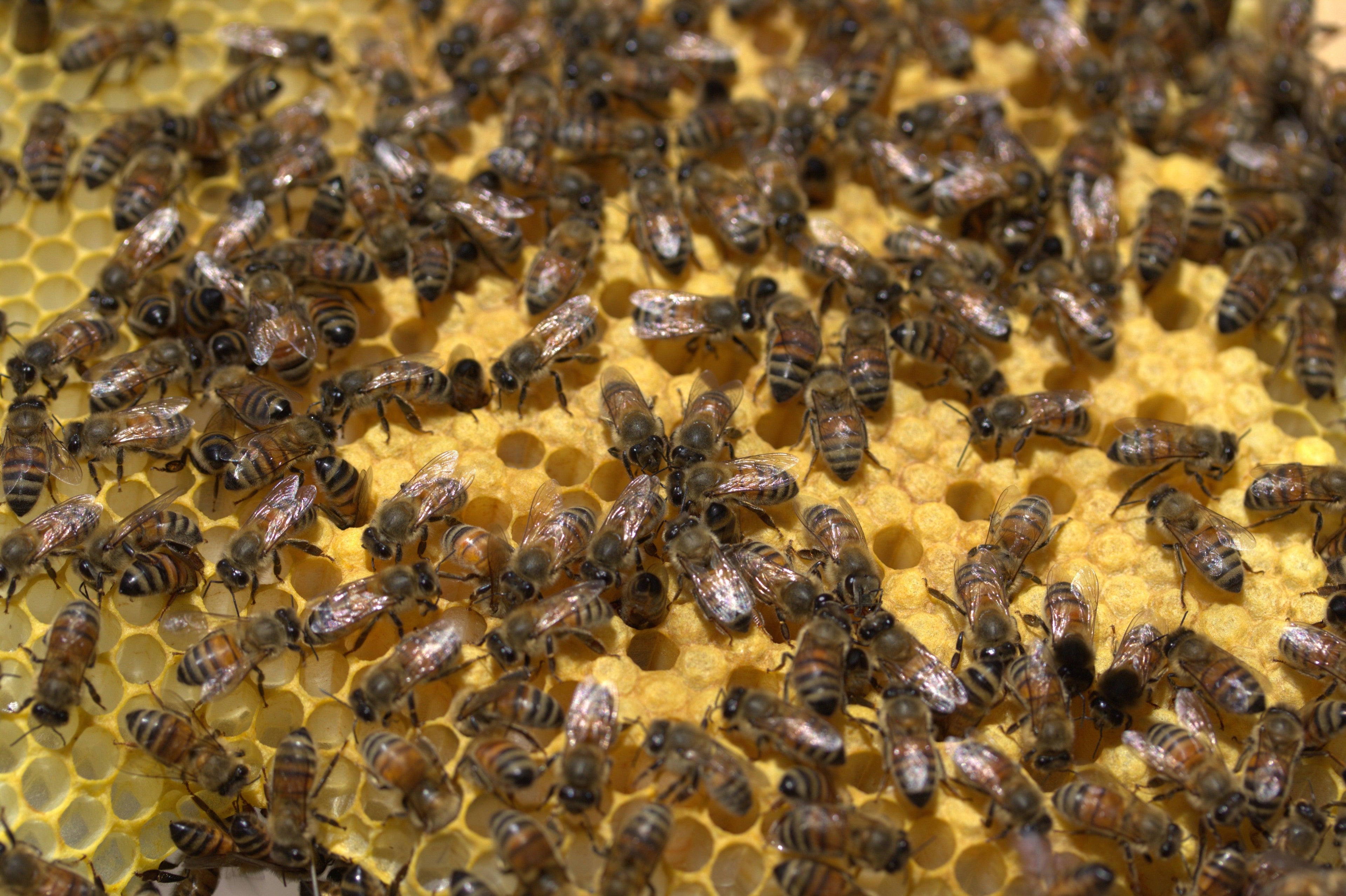 Bees & Hives
