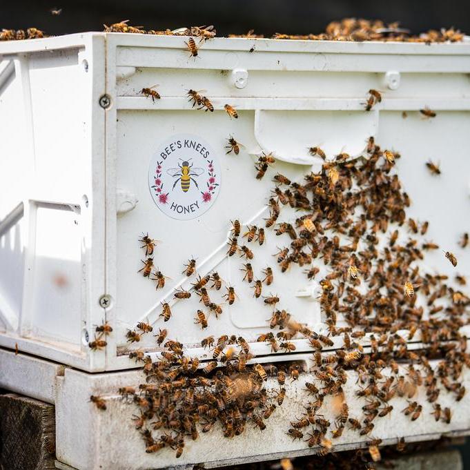 10-frame bee hive (box, base, and lid not included)
