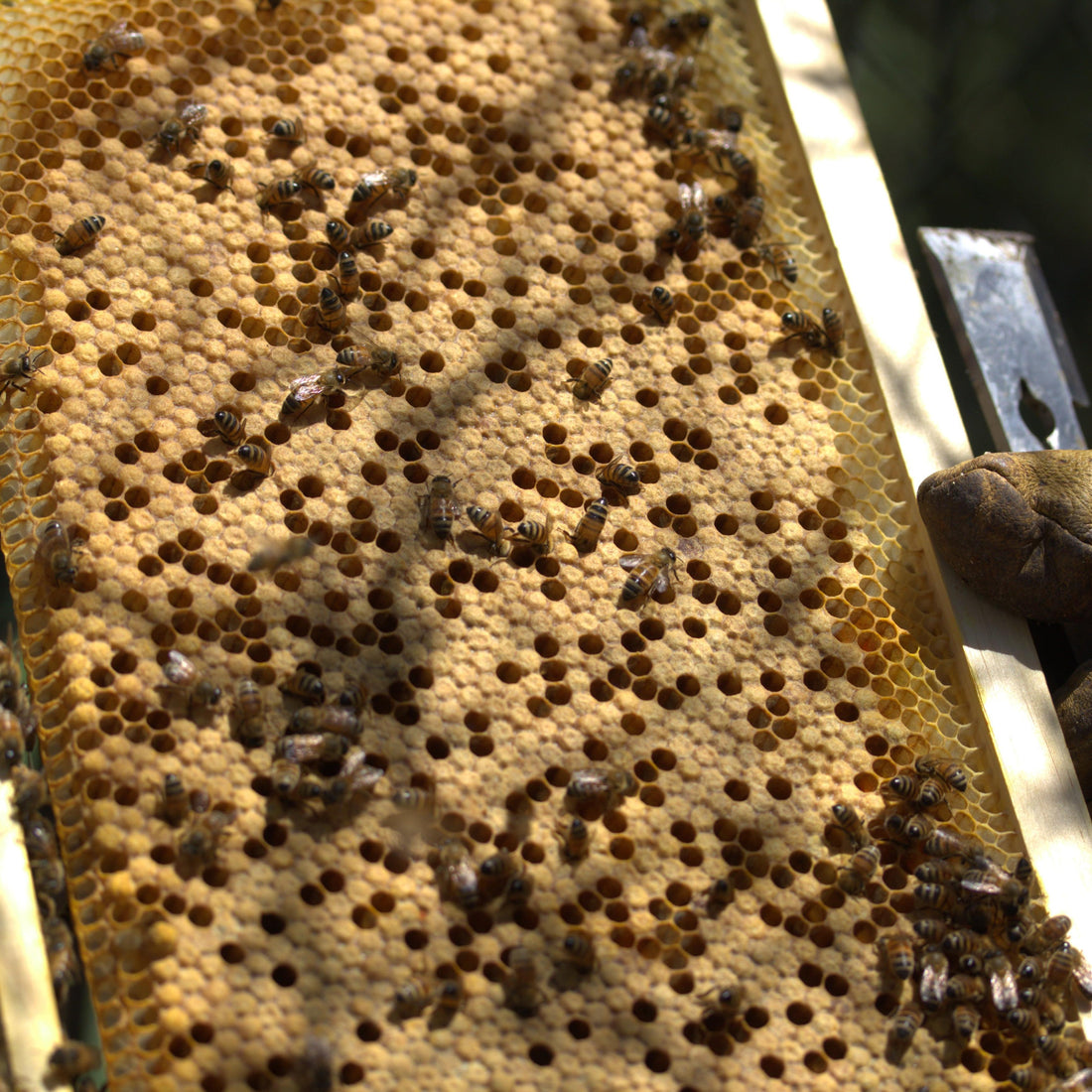 Nucleus hive