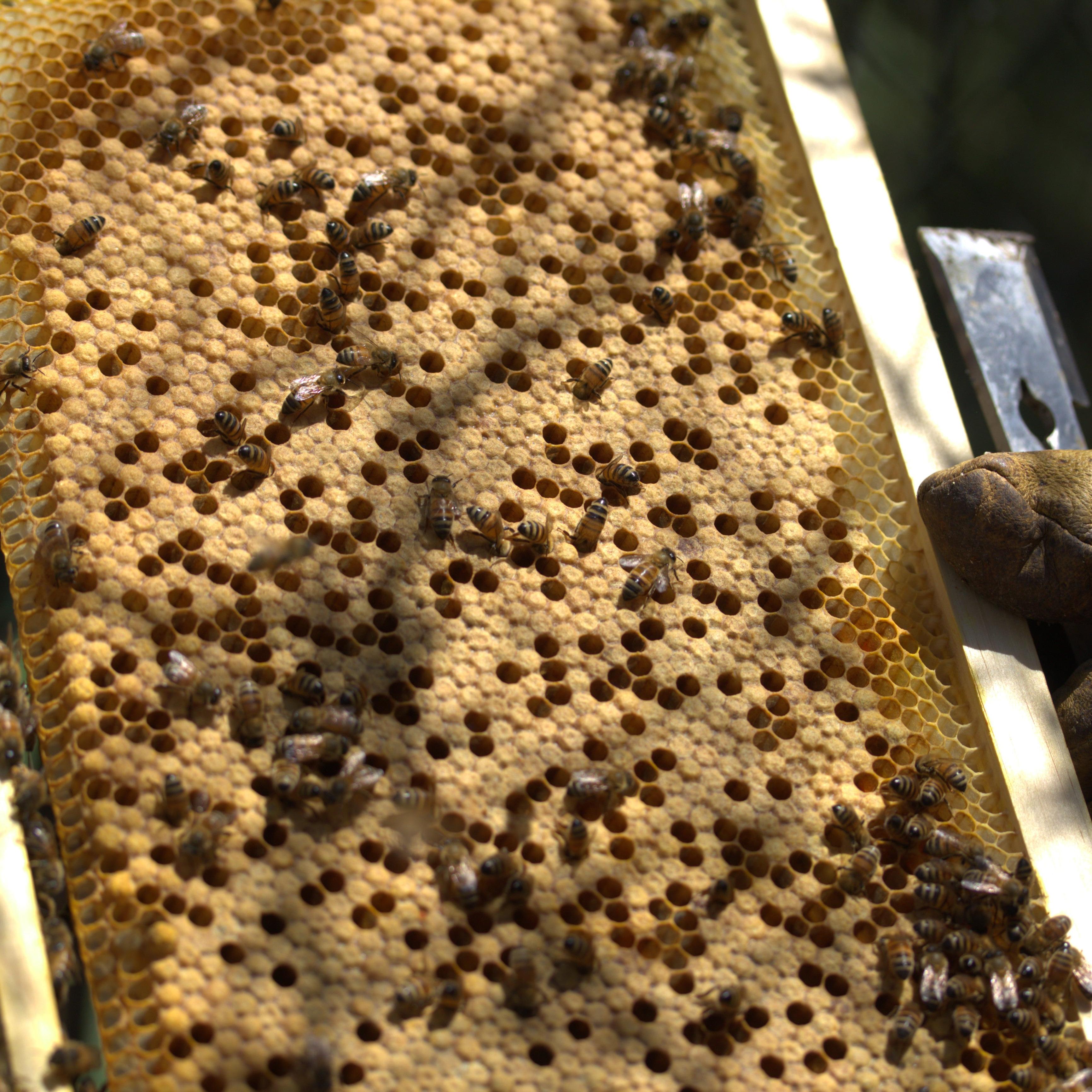 Nucleus hive