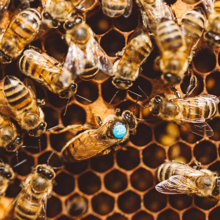 Queen Bee