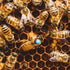 Queen Bee