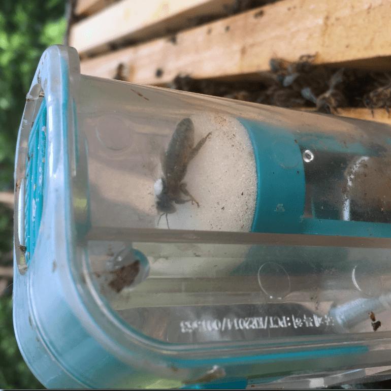 Single-handed queen catcher